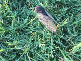 dew dropped cicada